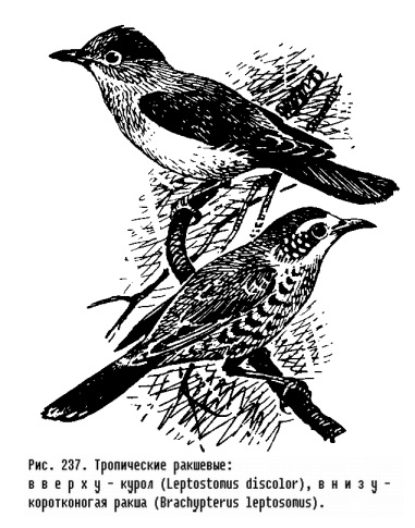 Család sizovoronkovye (coraciidae) - a (sizovoronkovye) Család sizovoronkovye (coraciidae) - az
