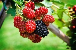 Mulberry (eperfa) leszállás, a fajok és fajták, termesztés és karbantartás a középső sávban, az Urál,