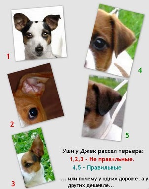 Kiskutyák eladók - Dzhek Rassel terrier; párosodott Dzhek Rassel terrier; vertus legjobb áldás Land; (Terrier) Kiskutyák eladók - Dzhek Rassel terrier; párosodott Dzhek Rassel terrier; vertus legjobb áldás Land;