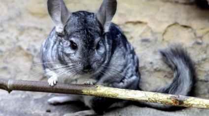 Chinchilla ápolási és karbantartási az otthon, beszámolók, üzleti terv