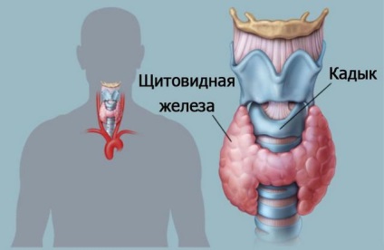 Pajzsmirigy kezelés, a tünetek, a betegség, a diagnózis