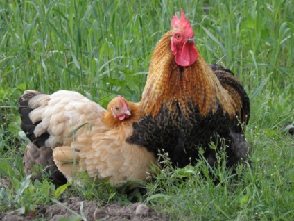 Tünetek gége- csirkékben okainak a betegség és annak kezelése leírása