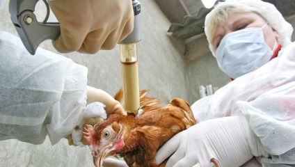 Tünetek gége- csirkékben okainak a betegség és annak kezelése leírása
