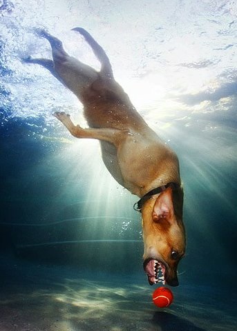 Kutyák víz alatti fotók Kestila beállítva