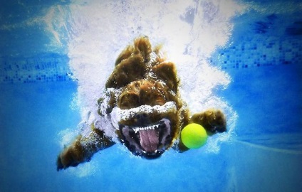 Kutyák víz alatti fotók Kestila beállítva