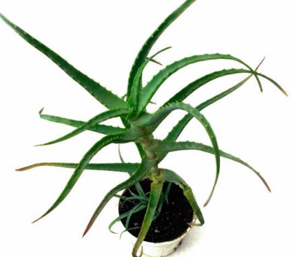Aloe juice egy hideg gyerekek, hogyan kell kezelni (aloe) Aloe juice egy hideg gyerekek, hogyan kell kezelni
