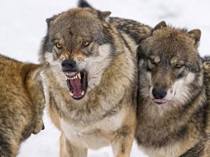 Álomértelmezés mi álmok farkas hím és nőstény, hogy mit lehet álmodni egy farkasfalka, miért ölte meg a farkas (a farkas nő álma álma, hogy egy csapat álomértelmezés csatár megölni egy fehér ember fekete) Álomértelmezés mi álmok farkas hím és nőstény, hogy mit lehet álmodni egy farkasfalka, miért ölte meg a farkas