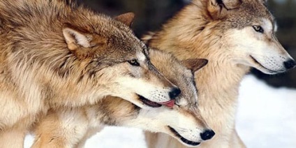 Álomértelmezés megölni a farkast, amit álom megölni a farkas egy álom