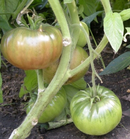 A különböző paradicsom Black Prince fényképek, értékelések leírások, leírások (grade) A különböző paradicsom Black Prince fényképek, értékelések leírások, leírások