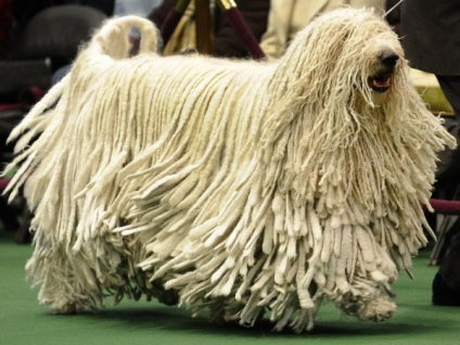 Régi Komondor fajta kutya, fedett sűrű haj (kutya fajta kutya) Régi Komondor fajta kutya, fedett sűrű haj