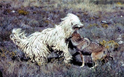 Régi Komondor fajta kutya, fedett sűrű haj (kutya) Régi Komondor fajta kutya, fedett sűrű haj