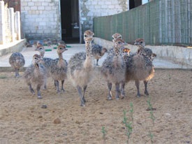 Strucc Farm Kft kendermagos tyúk - strucc, strucc, strucc - strucc üzlet (tenyésztés) Strucc Farm Kft kendermagos tyúk - strucc, strucc, strucc - strucc üzlet