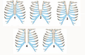 Szerkezete és funkciója a mellkas, a mellkas szerkezete és anatómia az emberi gerinc izmai