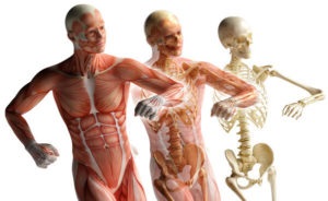 Szerkezete és funkciója a mellkas, a mellkas szerkezete és anatómia az emberi gerinc izmai