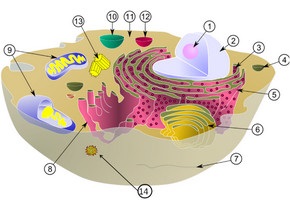 A szerkezete és funkciója sejtorganellumok