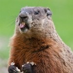 Marmot -, amit eszik, hol lakik, fotók és videók - Animal World (élő) Marmot -, amit eszik, hol lakik, fotók és videók - állatvilágban