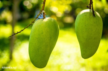Thai mangó gyümölcs - zöld és sárga, a kalória tartalma, mint a mangó, fotó, használata, leírása,