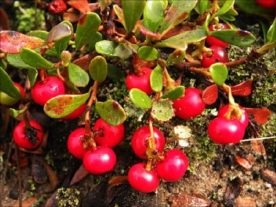 Bearberry osteochondrosis előnyös (terápiás) tulajdonságok és ellenjavallatok értékelés