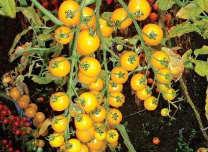 Cherry paradicsom magas fajta (magas) Magas fajták koktélparadicsommal