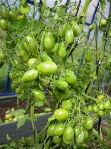 Cherry paradicsom magas fajta (magas) Magas fajták koktélparadicsommal