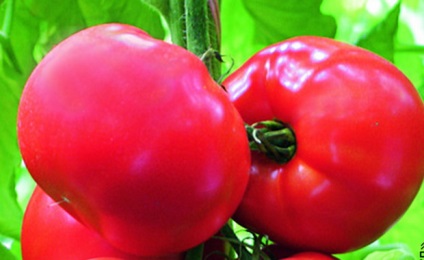 Cherry paradicsom magas minőségű (grade) Magas fajták koktélparadicsommal