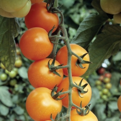 Cherry paradicsom magas minőségű (grade) Magas fajták koktélparadicsommal