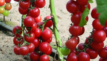 Cherry paradicsom magas fajta (magas) Magas fajták koktélparadicsommal