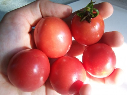 Cherry paradicsom magas fajta (magas) Magas fajták koktélparadicsommal