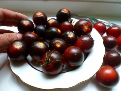 Cherry paradicsom magas fajta (magas) Magas fajták koktélparadicsommal
