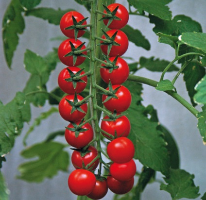 Cherry paradicsom magas faj (paradicsom) Magas fajták koktélparadicsommal