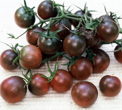 Cherry paradicsom magas faj (paradicsom) Magas fajták koktélparadicsommal