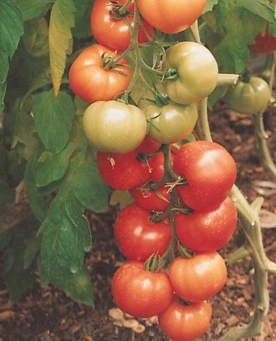 Cherry paradicsom magas fajta (cseresznye) Magas fajták koktélparadicsommal