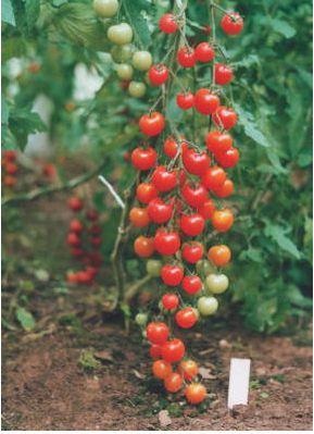 Cherry paradicsom magas minőségű (grade) Magas fajták koktélparadicsommal