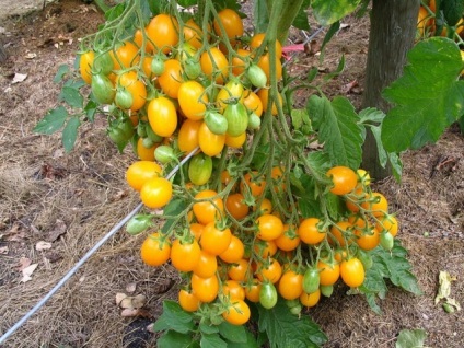 Cherry paradicsom magas fajta (cseresznye) Magas fajták koktélparadicsommal