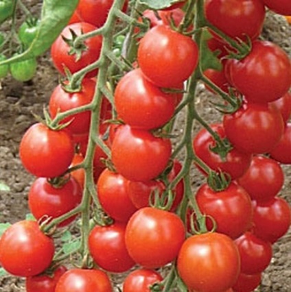 Cherry paradicsom magas faj (paradicsom) Magas fajták koktélparadicsommal