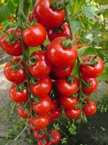 Cherry paradicsom magas faj (paradicsom) Magas fajták koktélparadicsommal