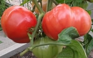 Paradicsom rózsaszín elefánt, nő a kertben! (Grow) Paradicsom rózsaszín elefánt, nő a kertben!