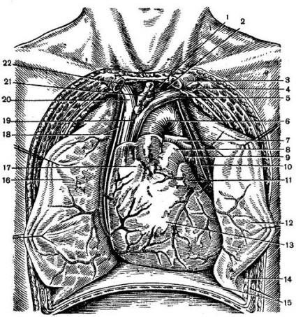 A topográfiai anatómiája szívében - a szív kezelésére