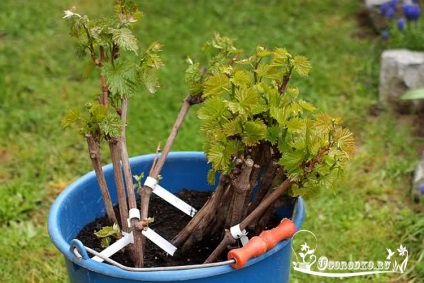 Gyökereztető dugványok szőlő - gyökerei chibouks gyorsan és hatékonyan