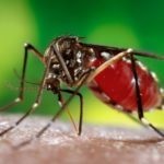 Szúnyogcsípés - hogyan lehet eltávolítani ödéma otthon kezelésére szúnyogcsípés, vörös foltok, hólyagok