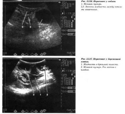 Ultrahang diagnosztika normális és kóros hasi kis állat rendszer