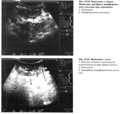 Ultrahang diagnosztika normális és kóros hasi kis állat rendszer