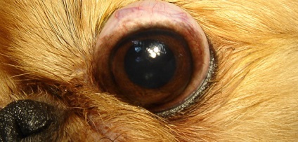 Mi pincsi esett a szem kezelésére és csökkentésére kutya szemébe