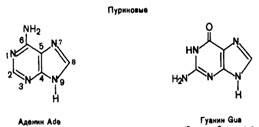Uracil, guanin, 2 (uracil) Uracil, guanin 2