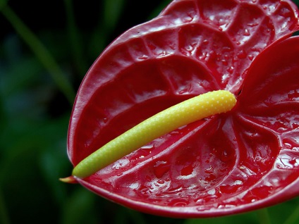Anthurium Care otthon - reprodukció, Anthurium öntözés és takarmányozási feltételek mellett (ellátás) Anthurium Care otthon - reprodukció, Anthurium öntözés és a termékenyítő feltételek