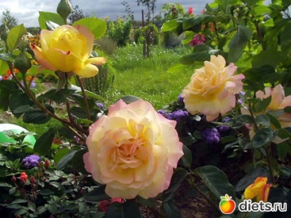 gondozása rózsa ültetés után a rózsakert csoport
