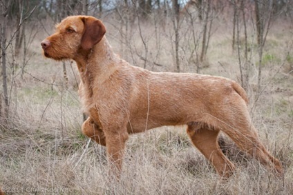 Vizsla Photo & Video fajtájú kutyák, a természet a magyar szetter vyzhla