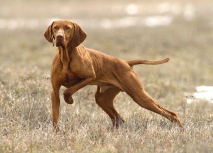 Vizsla fotó, ár, fajta leírás és értékelés a tulajdonosok