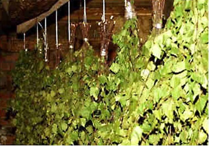 Broom a fürdő meg a kezét, épület portál (kéz) Broom a fürdő meg a kezét, épület portál