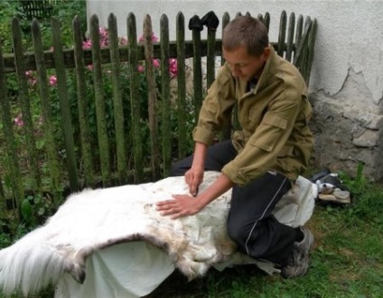 Barnulás szarvasmarha elrejti az otthoni (a lágyság a bőr) Barnulás bőrét szarvasmarha otthon